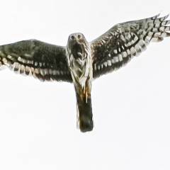 Eine Eule in der Luft