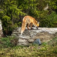 Ein Fuchs kommt neugierig zu den Häusern