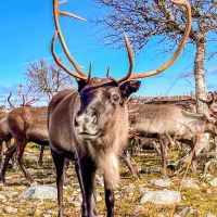 Rentiere in Glen in Jämtland