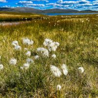 In den Bergen blüht das Wollgras erst spät im Sommer