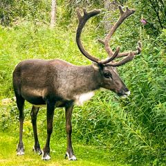 Rentiere laufen immer wieder über den Hof