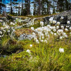 Blühendes Wollgras in Schweden